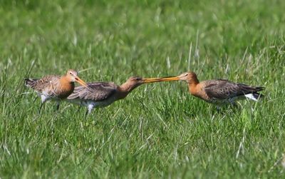 Grutto's - Black-tailed Godwits