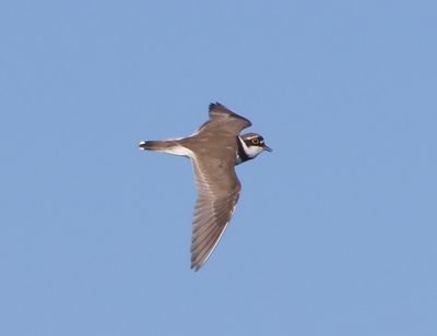 Kleine Plevier - Little Ringed Plover