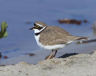 Kleine Plevier - Little Ringed Plover