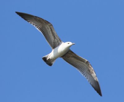 Pontische Meeuw - Caspian Gull