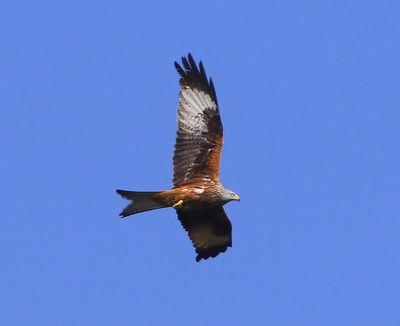 Rode Wouw - Red Kite