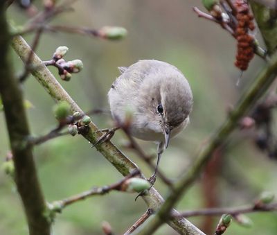 Siberische Tjiftjaf - Siberian Chiffchaff