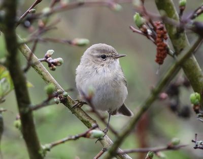 Siberische Tjiftjaf - Siberian Chiffchaff