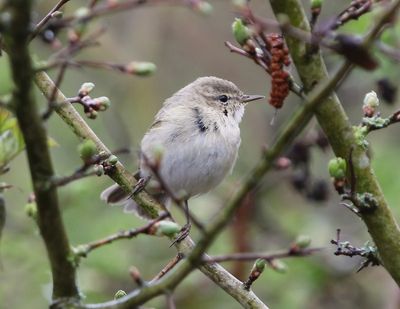 Siberische Tjiftjaf - Siberian Chiffchaff