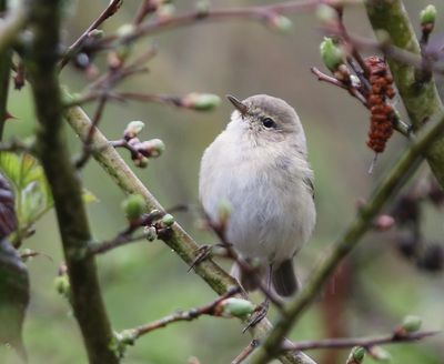 Siberische Tjiftjaf - Siberian Chiffchaff