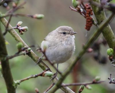 Siberische Tjiftjaf - Siberian Chiffchaff