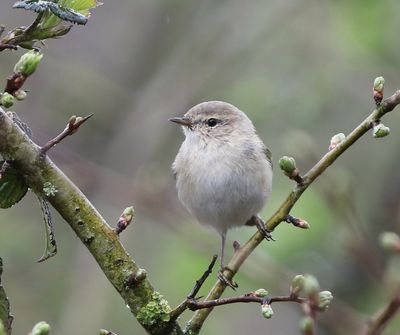 Siberische Tjiftjaf - Siberian Chiffchaff