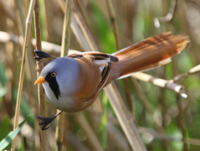 Baardman - Bearded Reedling