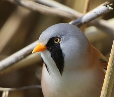 Baardman - Bearded Reedling