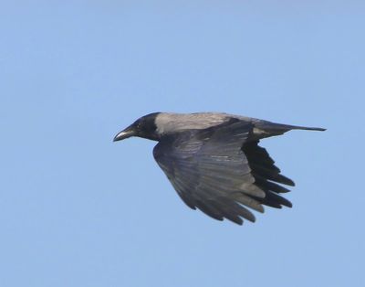 Bonte Kraai - Hooded Crow