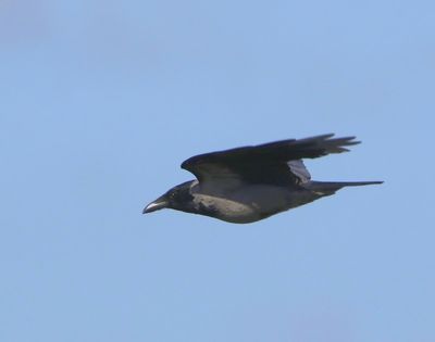 Bonte Kraai - Hooded Crow