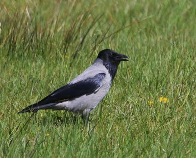 Bonte Kraai - Hooded Crow
