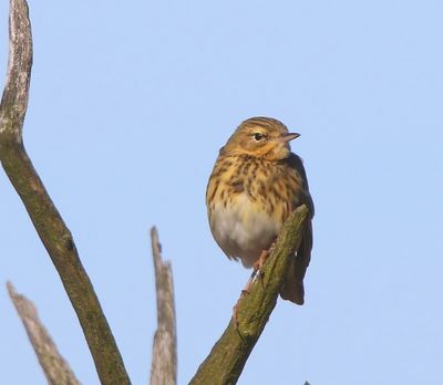 Boompieper - Tree Pipit