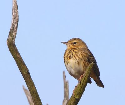 Boompieper - Tree Pipit