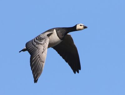 Brandgans - Barnacle Goose
