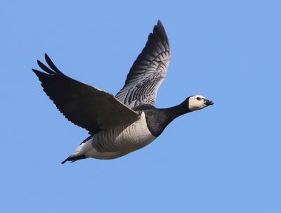 Brandgans - Barnacle Goose