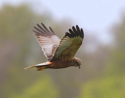 Bruine Kiekendief - Western Marsh Harrier