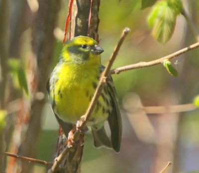 Europesine Kanarie - European Serin