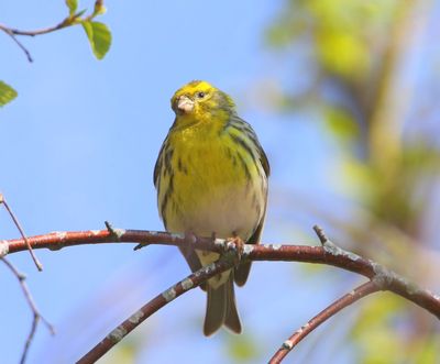 Europesine Kanarie - European Serin