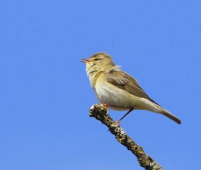 Fitis - Willow Warbler