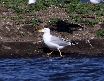 Geelpootmeeuw - Mediterranean Yellow-legged Gull