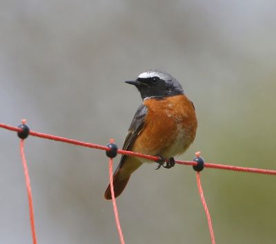 Gekraagde Roodstaart - Common Redstart