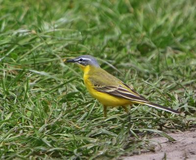 Gele Kwikstaart - Blue-headed Wagtail