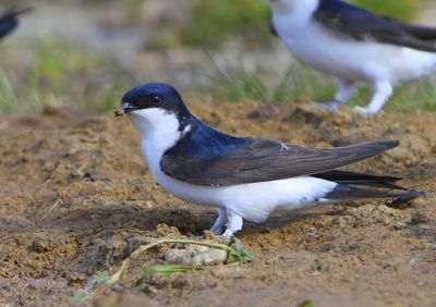 Huiszwaluw - Common House Martin