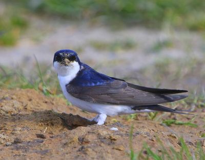 Huiszwaluw - Common House Martin