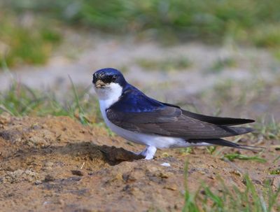 Huiszwaluw - Common House Martin