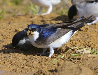 Huiszwaluw - Common House Martin