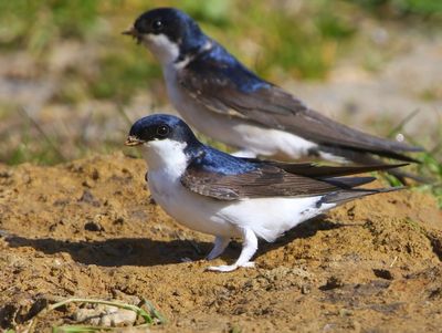 Huiszwaluw - Common House Martin