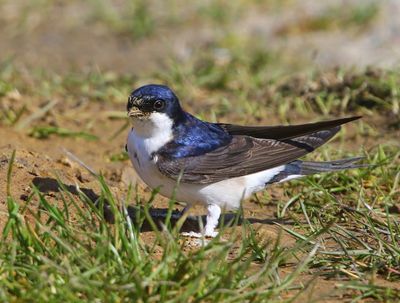 Huiszwaluw - Common House Martin