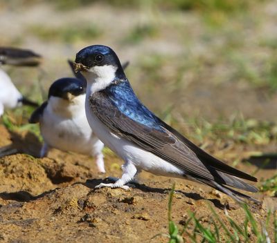 Huiszwaluw - Common House Martin