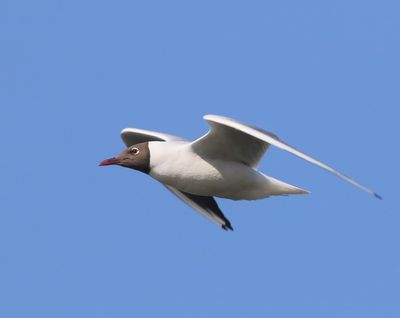 Kokmeeuw - Black-headed Gull