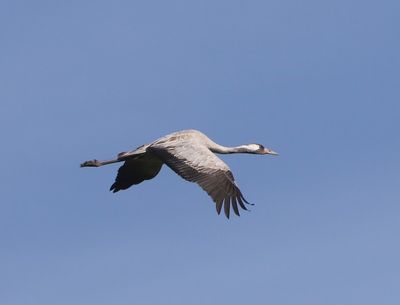 Kraanvogel - Common Crane