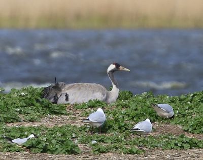 Kraanvogel - Common Crane