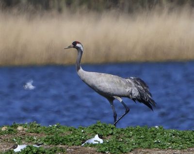 Kraanvogel - Common Crane