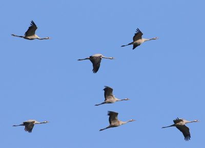 Kraanvogels - Common Cranes
