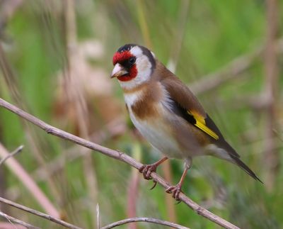 Putter - European Goldfinch