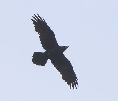 Raaf - Common Raven