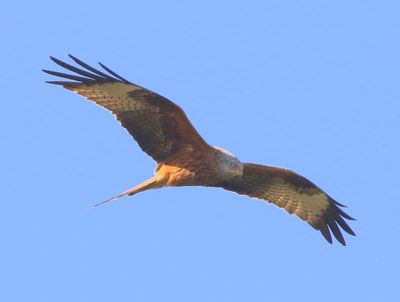 Rode Wouw - Red Kite