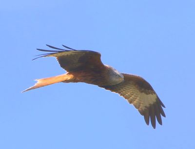 Rode Wouw - Red Kite