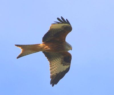 Rode Wouw - Red Kite