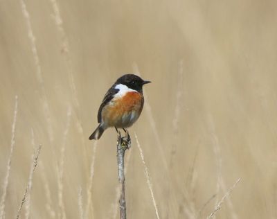 Roodborsttapuit - European Stonechat