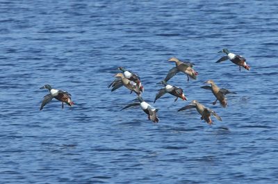 Slobeenden - Northern Shovelers