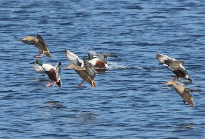 Slobeenden - Northern Shovelers