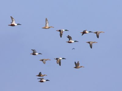 Slobeenden - Northern Shovelers