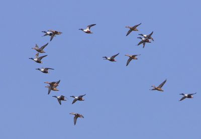 Slobeenden - Northern Shovelers