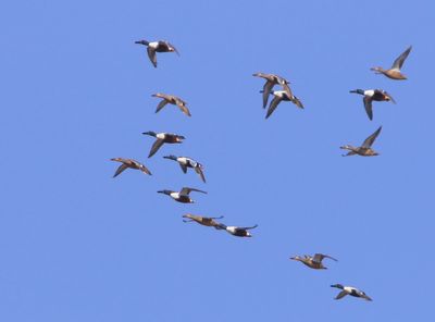 Slobeenden - Northern Shovelers